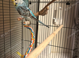 2 x female budgies 14 weeks