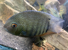 Green Aeverum Cichlid