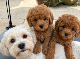 &nbsp;&nbsp;&nbsp;&nbsp; Mini Teddy Bear Cavapoo Puppies &ndash; Ready for Their Forever Homes