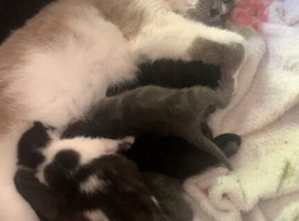 5 beautiful kittens