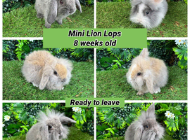 Mini lion lop babies