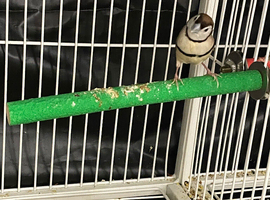 Pair of owl finches