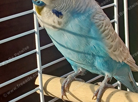 Male budgie