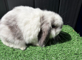Mini lop buck