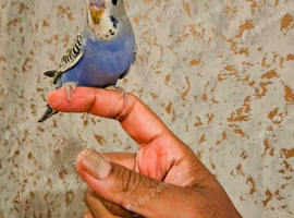 Baby budgies looking for new home , 6 weeks old excellent age for taming