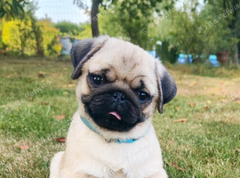 I won't to buy a pug not sell a pug