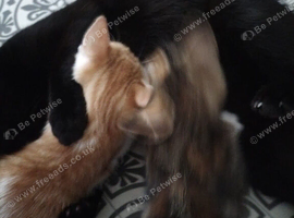 Beautiful kittens for sale