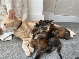 Beautiful Bengal cross kittens