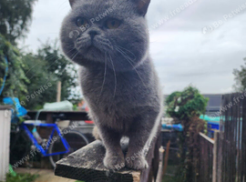 British Shorthair For Sale