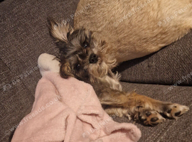 Miniature Schnauzer Cross Yorkshire Terrier