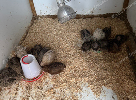 36 young quails for sale