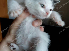 Persian mix kittens