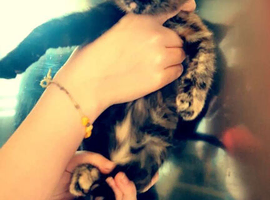 Beautiful kittens needing loving homes