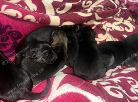 German shepherd puppies
