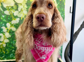 KC Reg, Orange roan Show Cocker Spaniel Girl