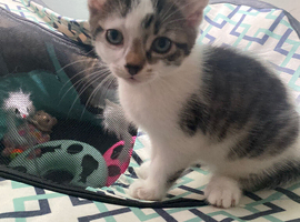 Male kitten unique markings and colour