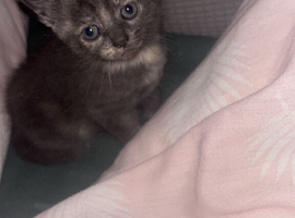 Grey male kitten