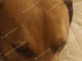 Staffordshire bull terrier cross