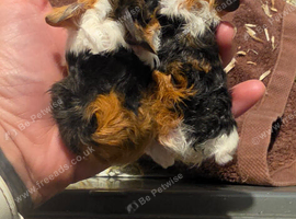 Baby Texel Guinea pigs.