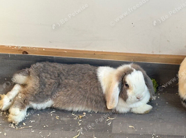 Mini lop 18 months