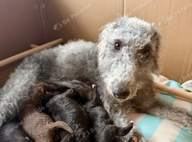 Bedlington Whippet Puppies