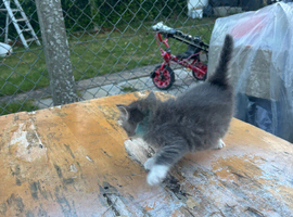 Boy available
