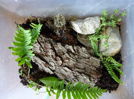 Terrarium Starter Essentials: Springtails, Moss, Plants & Substrates