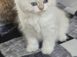 British Longhair & Shorthair