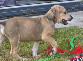 2 pups to go, available now