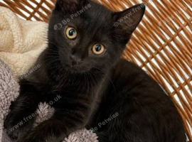 Boy black kitten