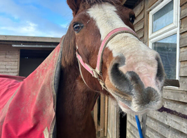 HAZEL 14hh 2017 mare