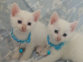 Beautiful kittens
