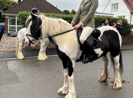 13'3/14h - 8yo - gypsy cob mare