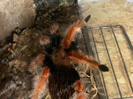 Tarantula