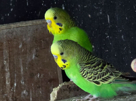 Young budgies