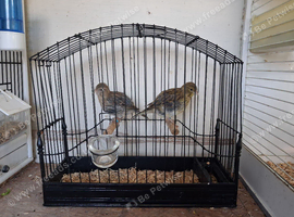 Fife canary for sale