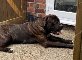 Presa Canario Male Available for Stud