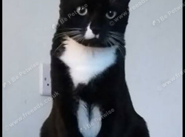 A beautiful Angel heart moggy for sale for 1 lucky owner