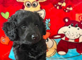 One F1B Cockapoo Boy.
