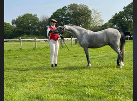 Welsh b gelding