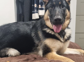 German shepherd