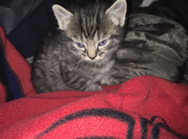 Russian white and pure black 3 weeks old