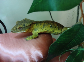 Crested gecko, COLLECTION ONLY