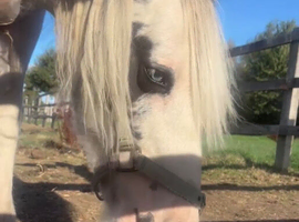 Piebald heavy cob