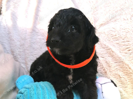 7 Beautiful Jackapoo puppies
