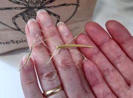 Pink winged stick insects x10