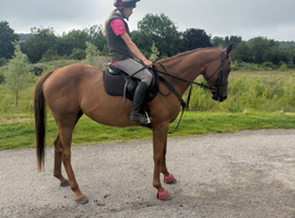 16hh thoroughbred mare