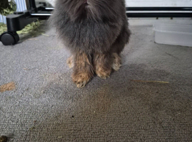 Lionhead pure breed rabbit