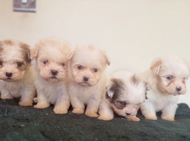 Malshi Puppies
