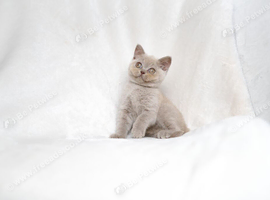 Beautiful Lilac/Fawn British Shorthair Kittens